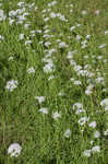 Meadow garlic